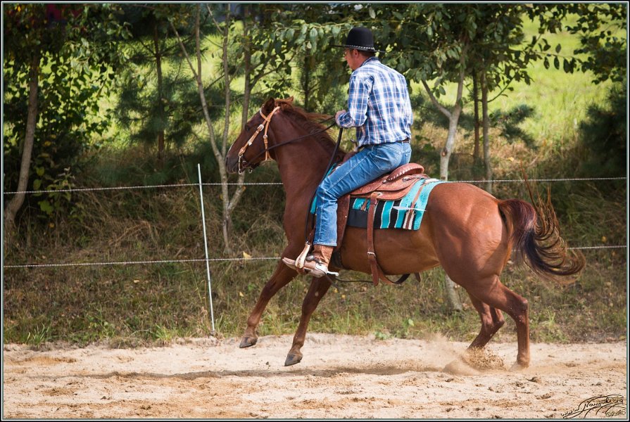MP Stable50